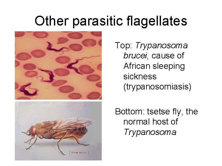 Other parasitic flagellates Top: Trypanosoma brucei, cause of African sleeping sickness (trypanosomiasis) Bottom: tsetse