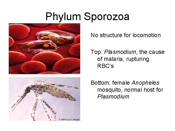 Phylum Sporozoa No structure for locomotion Top: Plasmodium, the cause of malaria, rupturing RBC’s