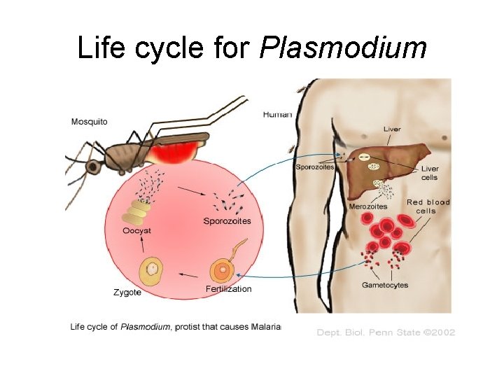 Life cycle for Plasmodium 