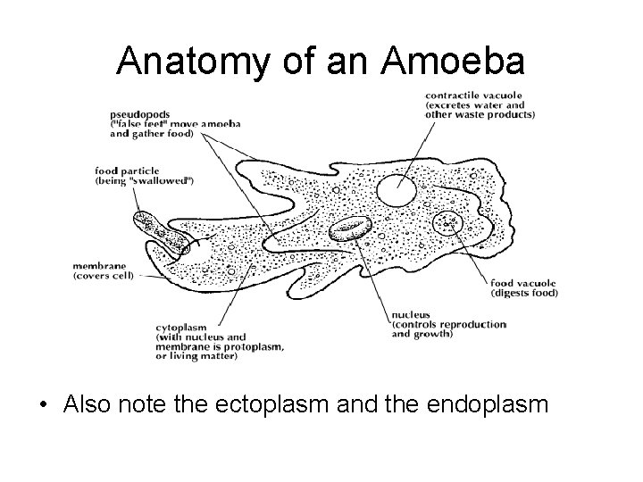 Anatomy of an Amoeba • Also note the ectoplasm and the endoplasm 