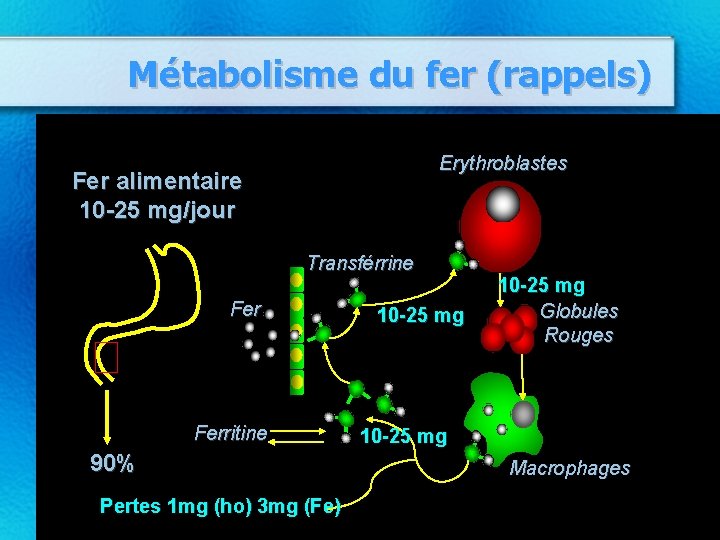 Métabolisme du fer (rappels) Erythroblastes Fer alimentaire 10 -25 mg/jour Transférrine Ferritine 90% Pertes