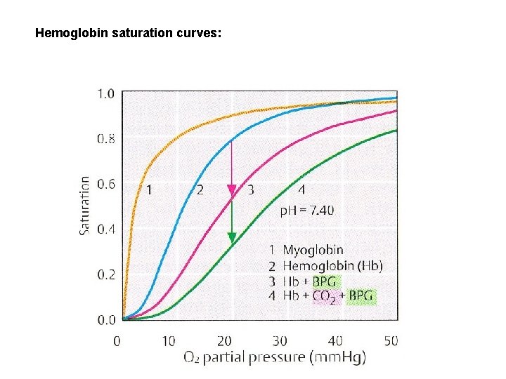 Hemoglobin saturation curves: 