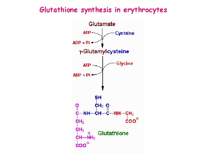 Glutathione synthesis in erythrocytes 