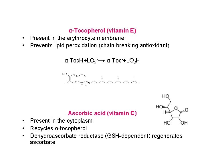 α-Tocopherol (vitamin E) • Present in the erythrocyte membrane • Prevents lipid peroxidation (chain-breaking