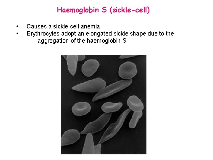 Haemoglobin S (sickle-cell) • • Causes a sickle-cell anemia Erythrocytes adopt an elongated sickle