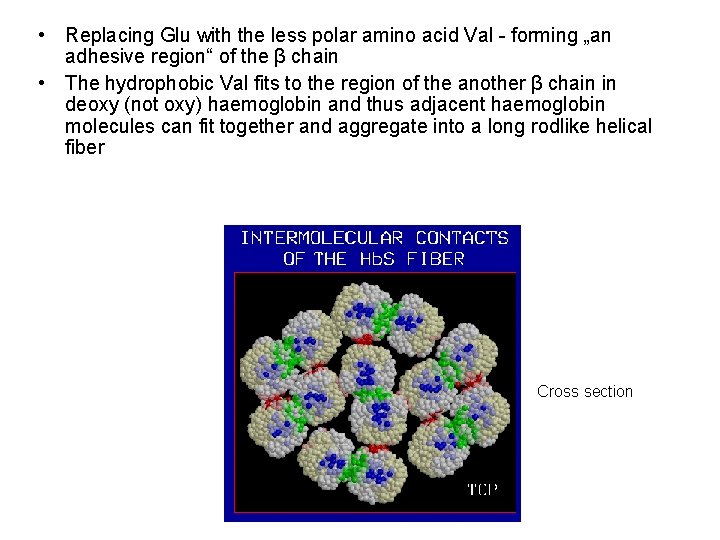  • Replacing Glu with the less polar amino acid Val - forming „an