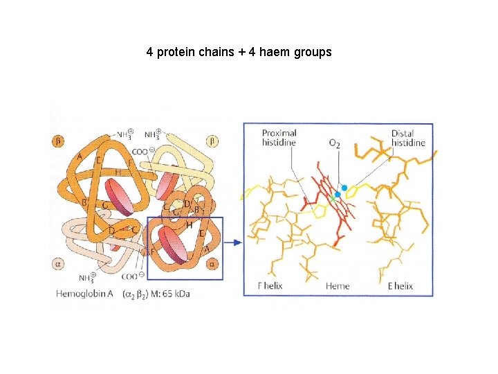 4 protein chains + 4 haem groups 