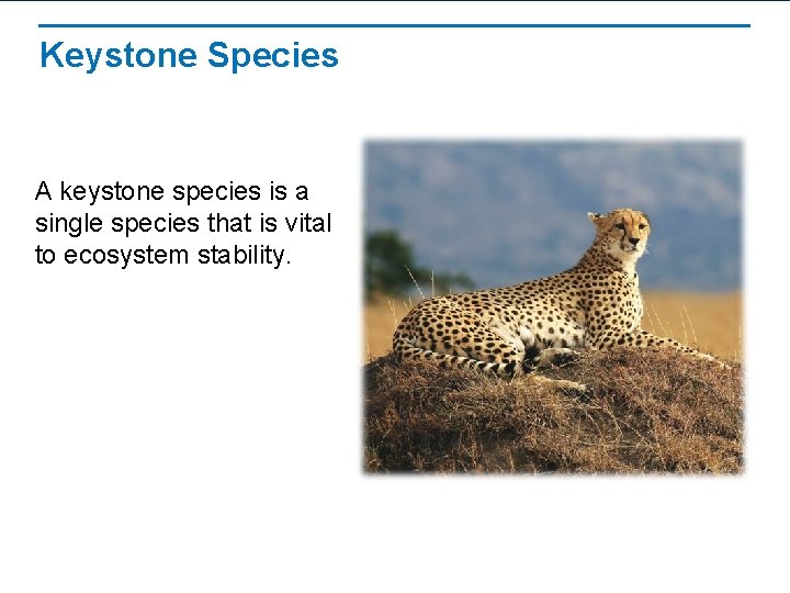 Keystone Species A keystone species is a single species that is vital to ecosystem