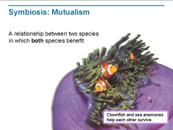 Symbiosis: Mutualism A relationship between two species in which both species benefit Clownfish and