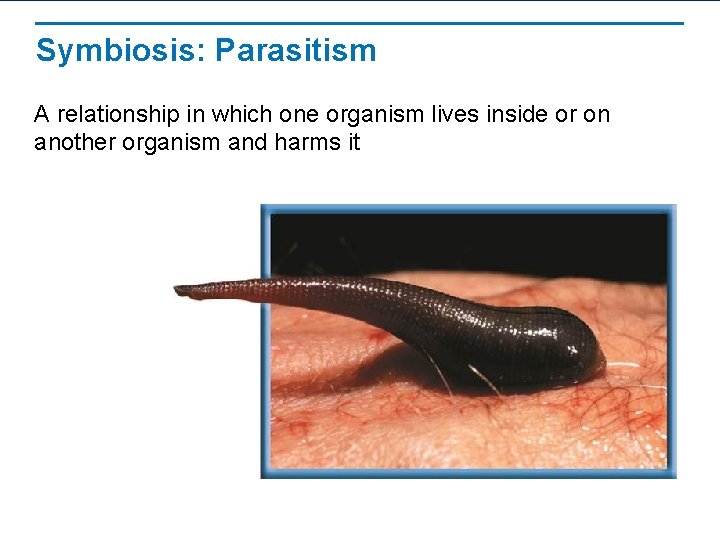 Symbiosis: Parasitism A relationship in which one organism lives inside or on another organism