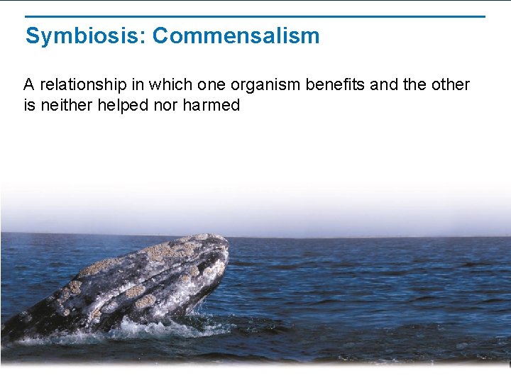 Symbiosis: Commensalism A relationship in which one organism benefits and the other is neither