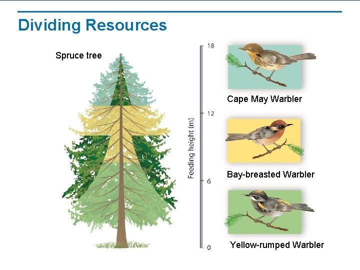 Dividing Resources Spruce tree Cape May Warbler Bay-breasted Warbler Yellow-rumped Warbler 