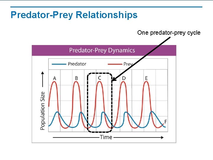 Predator-Prey Relationships One predator-prey cycle 
