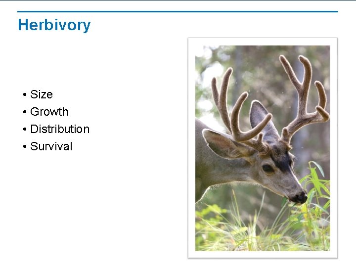 Herbivory • Size • Growth • Distribution • Survival 