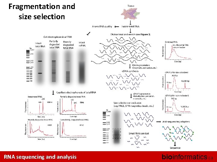 Fragmentation and size selection RNA sequencing and analysis bioinformatics. ca 