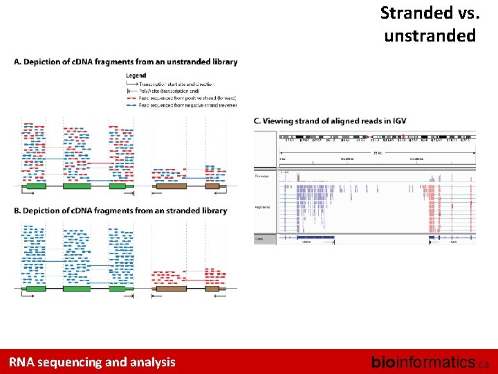 Stranded vs. unstranded RNA sequencing and analysis bioinformatics. ca 