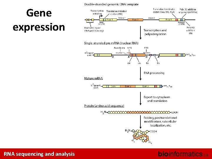 Gene expression RNA sequencing and analysis bioinformatics. ca 