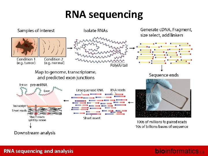 RNA sequencing and analysis bioinformatics. ca 