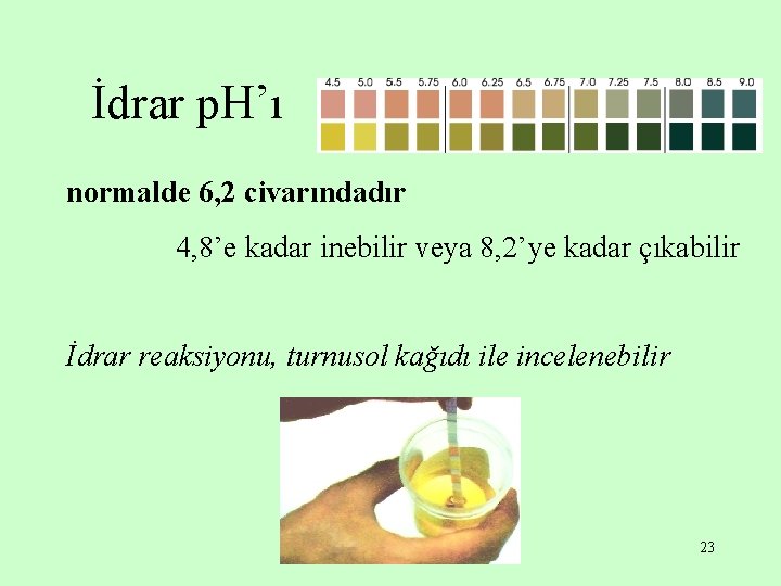 İdrar p. H’ı normalde 6, 2 civarındadır 4, 8’e kadar inebilir veya 8, 2’ye