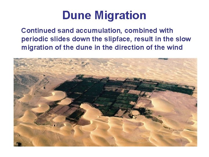 Dune Migration Continued sand accumulation, combined with periodic slides down the slipface, result in