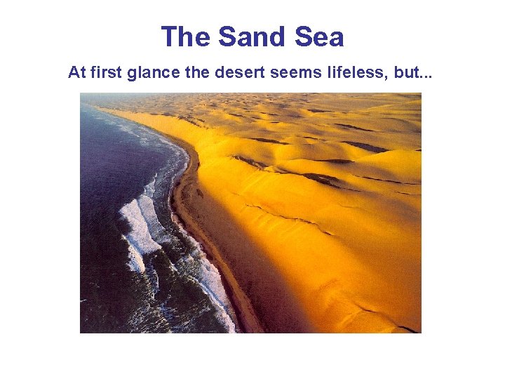 The Sand Sea At first glance the desert seems lifeless, but. . . 