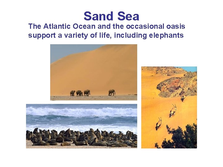 Sand Sea The Atlantic Ocean and the occasional oasis support a variety of life,