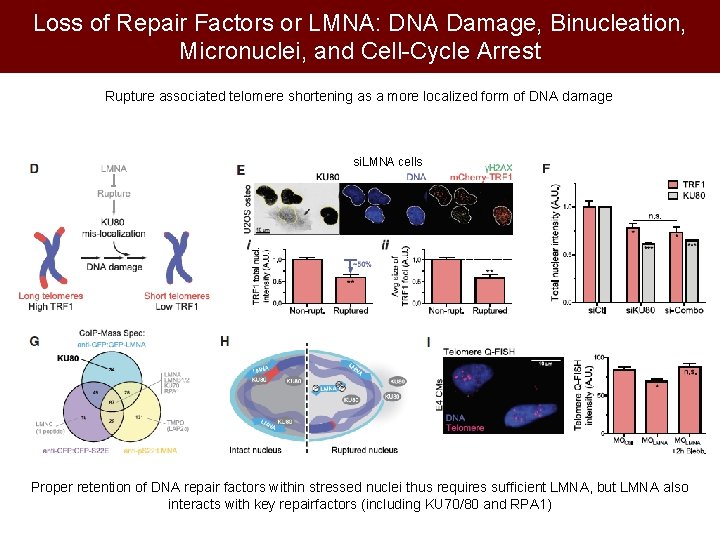 Loss of Repair Factors or LMNA: DNA Damage, Binucleation, Micronuclei, and Cell-Cycle Arrest Rupture
