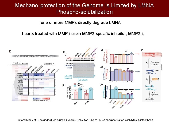 Mechano-protection of the Genome Is Limited by LMNA Phospho-solubilization one or more MMPs directly
