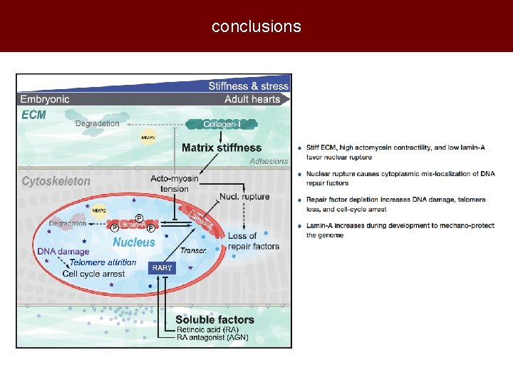 conclusions 