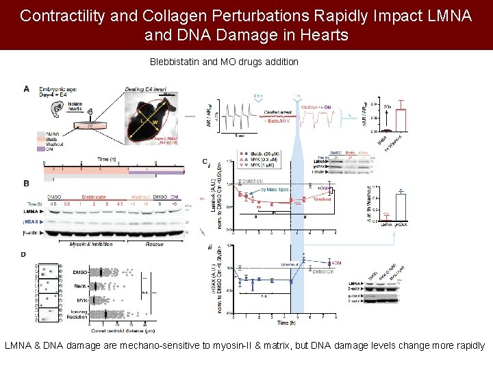 Contractility and Collagen Perturbations Rapidly Impact LMNA and DNA Damage in Hearts Blebbistatin and