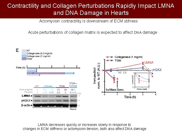 Contractility and Collagen Perturbations Rapidly Impact LMNA and DNA Damage in Hearts Actomyosin contractility