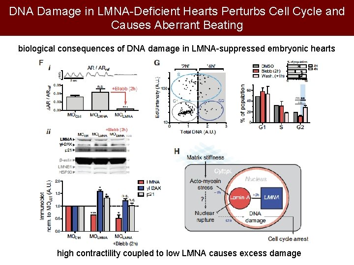 DNA Damage in LMNA-Deficient Hearts Perturbs Cell Cycle and Causes Aberrant Beating biological consequences