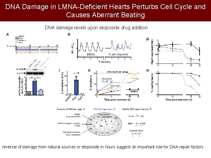 DNA Damage in LMNA-Deficient Hearts Perturbs Cell Cycle and Causes Aberrant Beating DNA damage