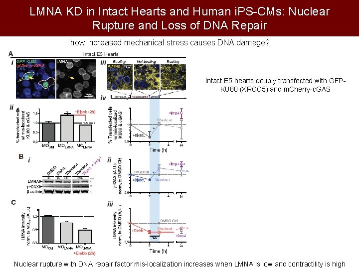 LMNA KD in Intact Hearts and Human i. PS-CMs: Nuclear Rupture and Loss of