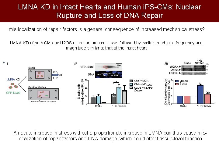 LMNA KD in Intact Hearts and Human i. PS-CMs: Nuclear Rupture and Loss of