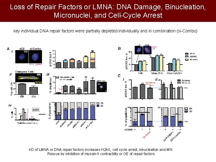 Loss of Repair Factors or LMNA: DNA Damage, Binucleation, Micronuclei, and Cell-Cycle Arrest key