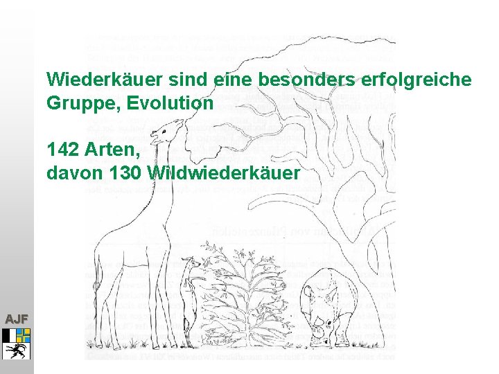 Wiederkäuer sind eine besonders erfolgreiche Gruppe, Evolution 142 Arten, davon 130 Wildwiederkäuer AJF 