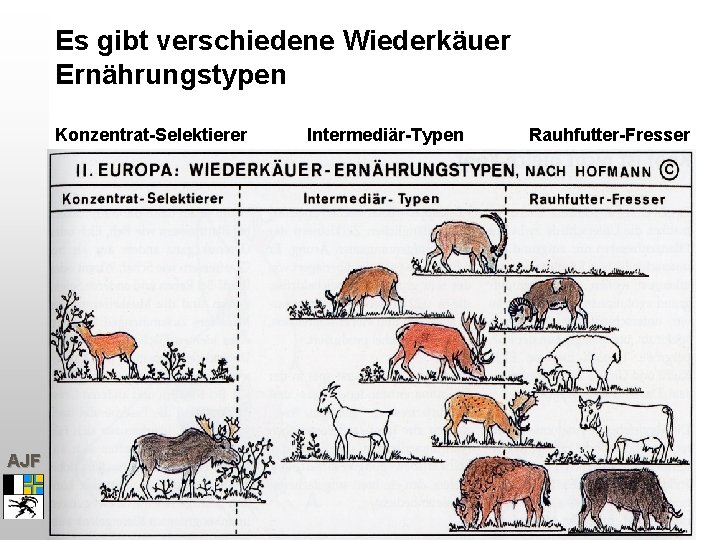 Es gibt verschiedene Wiederkäuer Ernährungstypen Konzentrat-Selektierer AJF Intermediär-Typen Rauhfutter-Fresser 