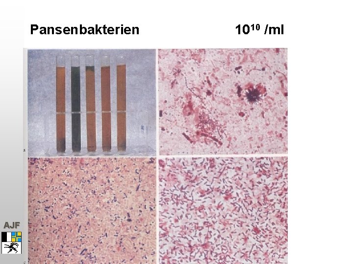 Pansenbakterien AJF 1010 /ml 