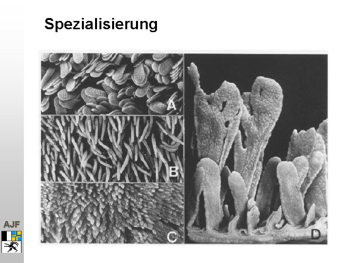 Spezialisierung AJF 