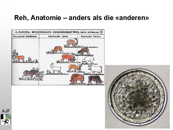 Reh, Anatomie – anders als die «anderen» AJF 