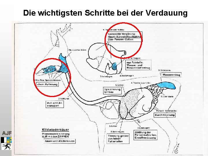 Die wichtigsten Schritte bei der Verdauung AJF 