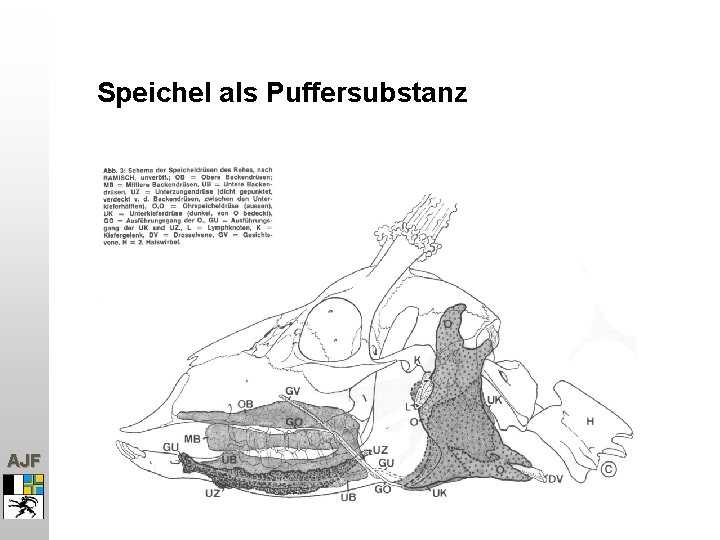 Speichel als Puffersubstanz AJF 