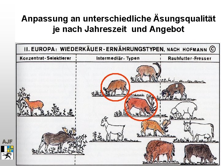 Anpassung an unterschiedliche Äsungsqualität je nach Jahreszeit und Angebot AJF 