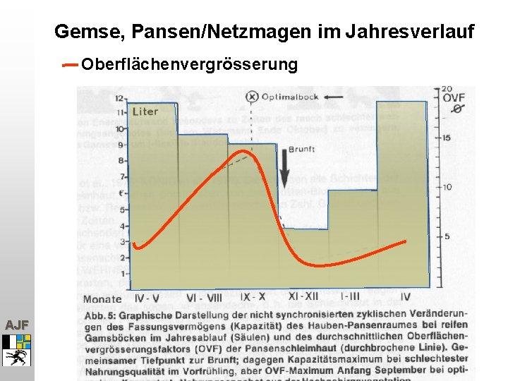 Gemse, Pansen/Netzmagen im Jahresverlauf Oberflächenvergrösserung AJF 