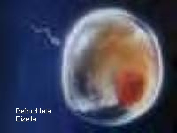 AJF Befruchtete Eizelle 