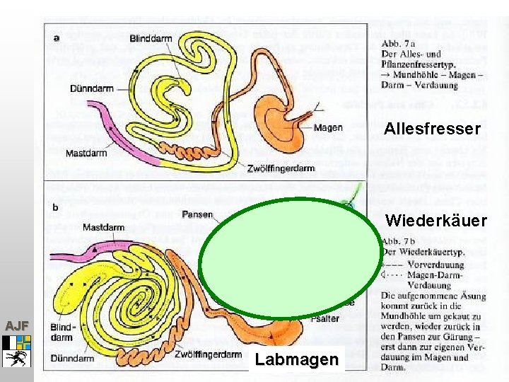 Allesfresser Wiederkäuer AJF Labmagen 