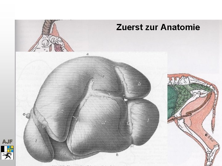 Zuerst zur Anatomie AJF 