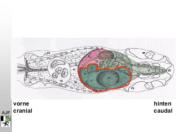 AJF vorne cranial hinten caudal 