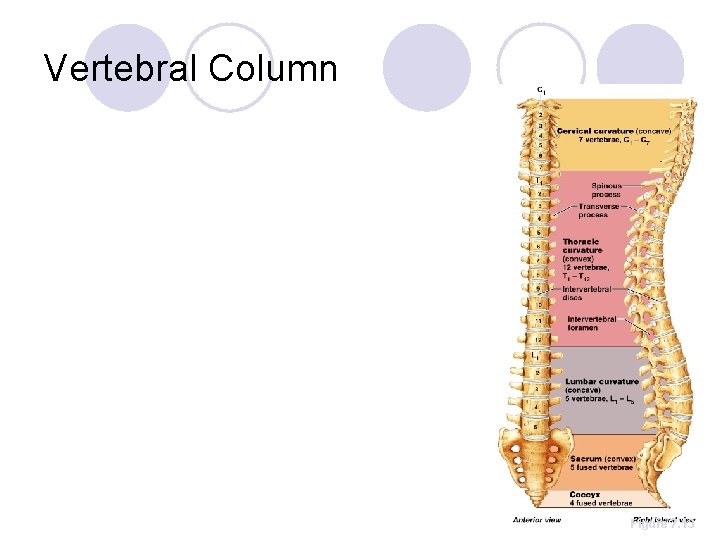 Vertebral Column Figure 7. 13 